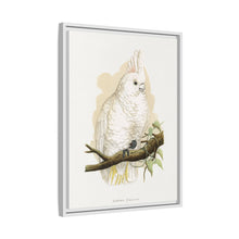 Goffin's Cockatoo (Cacatua goffiniana) colored wood-engraved plate by Alexander Francis Lydon.