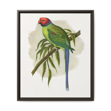 Blossom-Headed Parrakeet (Psittacula roseata) colored wood-engraved plate by Alexander Francis Lydon. - NOMADEN ART GALLERY