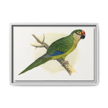 Golden-Crowned Conure (Aratinga auricapillus) colored wood-engraved plate by Alexander Francis Lydon - NOMADEN ART GALLERY