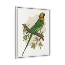 Alexandrine Parakeet (Psittacula eupatria) colored wood-engraved plate by Alexander Francis Lydon.