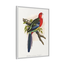 Rose-Hill or Rosella Parrakeet (Platycercus eximius) colored wood-engraved plate by Alexander Francis Lydon