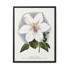 Clematis flower lithograph. Digitally enhanced from our own original 1900 edition plates of Botanical Specimen published by Rochester Lithographing - NOMADEN ART GALLERY