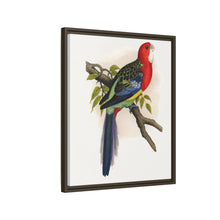 Rose-Hill or Rosella Parrakeet (Platycercus eximius) colored wood-engraved plate by Alexander Francis Lydon