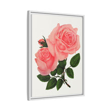 Pink Rose, La France Lithograph (1900)