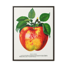 Wolf River apple lithograph. Digitally enhanced from our own original 1900 edition plates of Botanical Specimen published by Rochester Lithographing - NOMADEN ART GALLERY