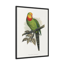 Barraband's Parakeet (Polytelis swainsonii) colored wood-engraved plate by Alexander Francis Lydon