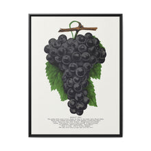 Early Ohio grape lithograph. Digitally enhanced from our own original 1900 edition plates of Botanical Specimen published by Rochester Lithographing - NOMADEN ART GALLERY