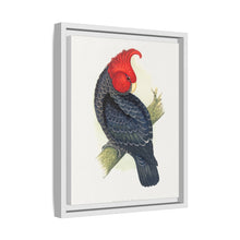 Gang-Gang Cockatoo (Callocephalon fimbriatum) colored wood-engraved plate by Alexander Francis Lydon