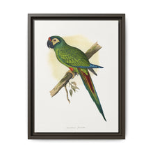 llliger's Macaw (Primolius maracana) colored wood-engraved plate by Alexander Francis Lydon - NOMADEN ART GALLERY