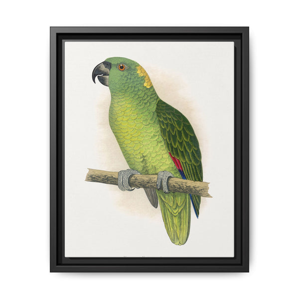 Yellow-Naped Amazon (Amazona auropalliata) colored wood-engraved plate by Alexander Francis Lydon - NOMADEN ART GALLERY