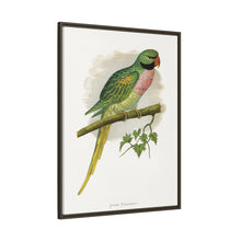 Javan Parrakeet (Psittacula alexandri) colored wood-engraved plate by Alexander Francis Lydon.