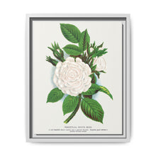 Rose, Perpetual White Moss lithograph. Digitally enhanced from our own original 1900 edition plates of Botanical Specimen published by Rochester Lithographing - NOMADEN ART GALLERY