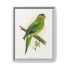 Petz's Conure (Aratinga canicularis) colored wood-engraved plate by Alexander Francis Lydon - NOMADEN ART GALLERY