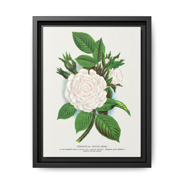 Rose, Perpetual White Moss lithograph. Digitally enhanced from our own original 1900 edition plates of Botanical Specimen published by Rochester Lithographing - NOMADEN ART GALLERY