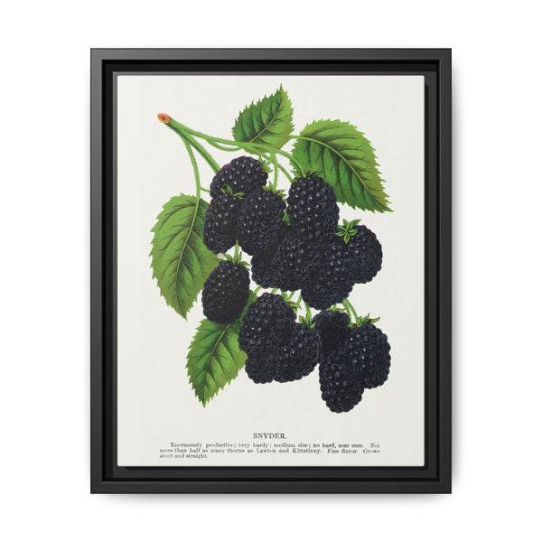 Snyder Blackberry lithograph from Botanical Specimen published by Rochester Lithographing - NOMADEN ART GALLERY