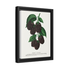 Lucretia Dewberry lithograph. Digitally enhanced from our own original 1900 edition plates of Botanical Specimen published by Rochester Lithographing - NOMADEN ART GALLERY