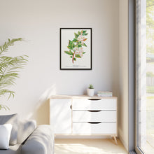Spirea Aurea flowers lithograph. Digitally enhanced from our own original 1900 edition plates of Botanical Specimen published by Rochester Lithographing