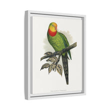 Barraband's Parakeet (Polytelis swainsonii) colored wood-engraved plate by Alexander Francis Lydon