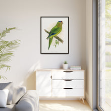 Petz's Conure (Aratinga canicularis) colored wood-engraved plate by Alexander Francis Lydon