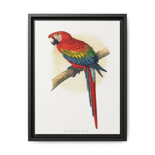 Red and Blue Macaw (Ara macao) colored wood-engraved plate by Alexander Francis Lydon - NOMADEN ART GALLERY