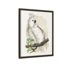 Placa xilográfica coloreada de la cacatúa de cresta blanca (Cacatua alba) de Alexander Francis Lydon