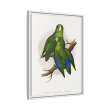 Passerine or Blue-winged Parrakeet (Psittacula columboides) colored wood-engraved plate by Alexander Francis Lydon