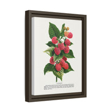 Cuthbert raspberry lithograph. Digitally enhanced from our own original 1900 edition plates of Botanical Specimen published by Rochester Lithographing
