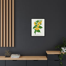 Golden queen raspberry lithograph. Digitally enhanced from our own original 1900 edition plates of Botanical Specimen published by Rochester Lithographing