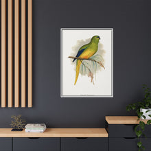 Elegant Parrakeet (Neophema elegans) colored wood-engraved plate by Alexander Francis Lydon