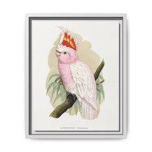 Leadbeater's Cockatoo (Lophochroa leadbeateri) colored wood-engraved plate by Alexander Francis Lydon - NOMADEN ART GALLERY