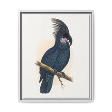Great Black Cockatoo (Probosciger aterrimus) colored wood-engraved plate by Alexander Francis Lydon - NOMADEN ART GALLERY