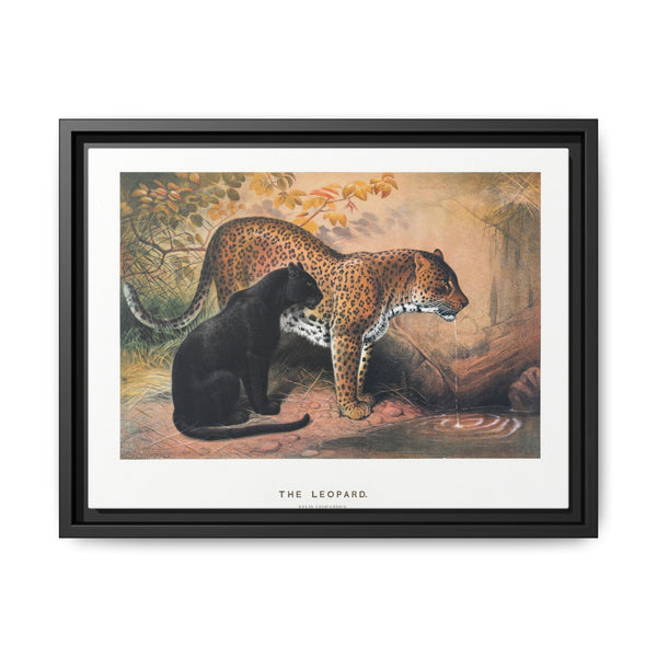 The Leopard from Zoological sketches (1861-1867) by Joseph Wolf and Philip Lutley Sclater