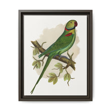 Alexandrine Parakeet (Psittacula eupatria) colored wood-engraved plate by Alexander Francis Lydon. - NOMADEN ART GALLERY