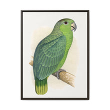 Mealy Amazon (Amazona farinosa) colored wood-engraved plate by Alexander Francis Lydon - NOMADEN ART GALLERY