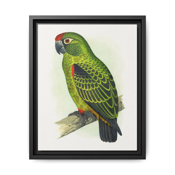Jardine's Parrot (Poicephalus gulielmi gulielmi) colored wood-engraved plate by Alexander Francis Lydon. - NOMADEN ART GALLERY