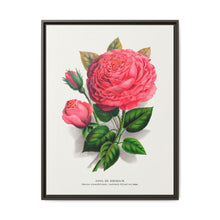 Pink rose, Anna De Diesbach lithograph. Digitally enhanced from our own original 1900 edition plates of Botanical Specimen published by Rochester Lithographing - NOMADEN ART GALLERY