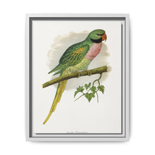 Javan Parrakeet (Psittacula alexandri) colored wood-engraved plate by Alexander Francis Lydon. - NOMADEN ART GALLERY