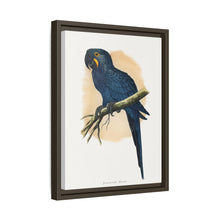 Hyacinthine Macaw (Anodorhynchus hyacinthinus) colored wood-engraved plate by Alexander Francis Lydon.