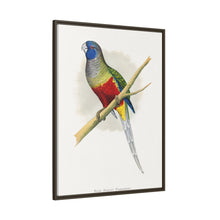 Blue Bonnet Parrakeet (Northiella haematogaster) colored wood-engraved plate by Alexander Francis Lydon.