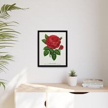 Red rose, General Jacquemont flower lithograph. Digitally enhanced from our own original 1900 edition plates of Botanical Specimen published by Rochester Lithographing