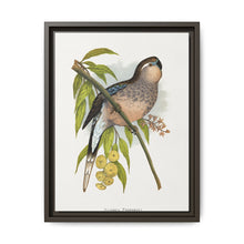 Bourke's Parrakeet (Neopsephotus bourkii) colored wood-engraved plate by Alexander Francis Lydon. - NOMADEN ART GALLERY