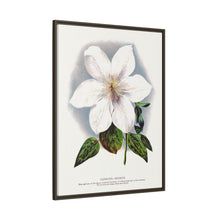 Clematis flower lithograph. Digitally enhanced from our own original 1900 edition plates of Botanical Specimen published by Rochester Lithographing