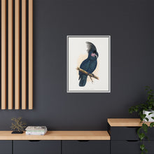 Great Black Cockatoo (Probosciger aterrimus) colored wood-engraved plate by Alexander Francis Lydon