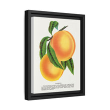 Champion plum lithograph from Botanical Specimen published by Rochester Lithographing - NOMADEN ART GALLERY