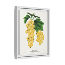 White Grape Lithograph | Vintage Botanical Wall Art Print