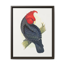 Gang-Gang Cockatoo (Callocephalon fimbriatum) colored wood-engraved plate by Alexander Francis Lydon - NOMADEN ART GALLERY