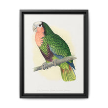 Red-Throated White-Fronted Amazon (Amazona leucocephala) colored wood-engraved plate by Alexander Francis Lydon. - NOMADEN ART GALLERY