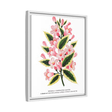 Pink flowers, Weigela lithograph (1900)
