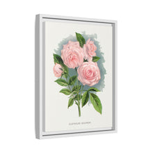 Pink rose, Clothilde Soupert lithograph. Digitally enhanced from our own original 1900 edition plates of Botanical Specimen published by Rochester Lithographing