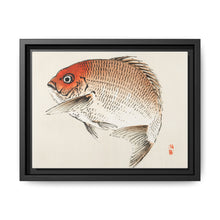 Tai (Red Seabream) fish by Kōno Bairei - NOMADEN ART GALLERY